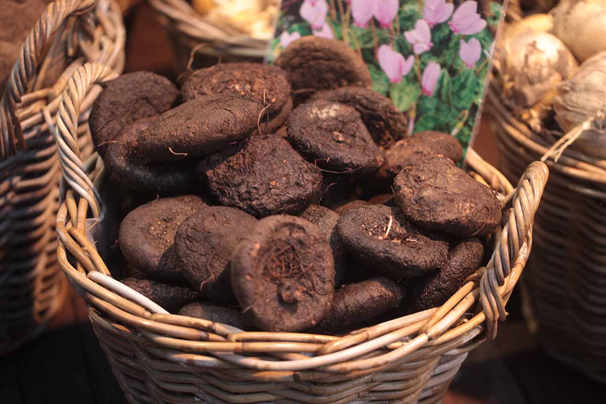 A close up horizontal image of tubers in a wicker basket ready for planting.