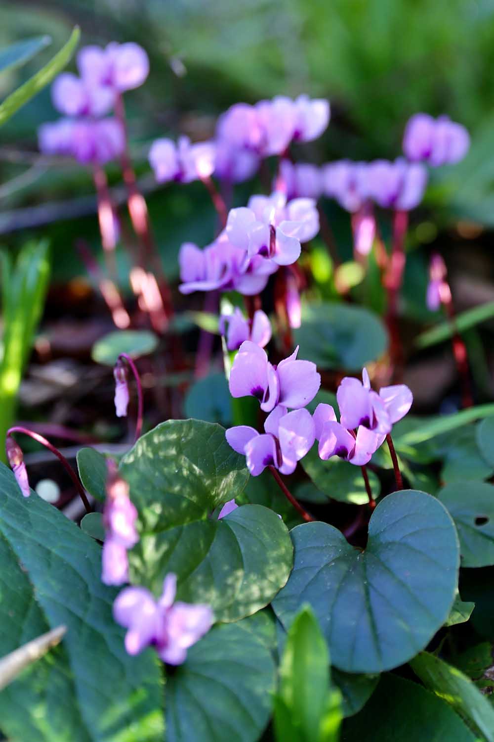 A close up horizontal image of light pink Cyclamen coum in full bloom in winter.