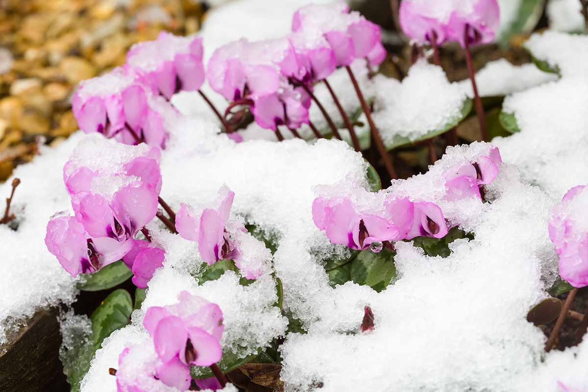 A close up horizontal image of Cyclamen coum pink flowers growing under snow.