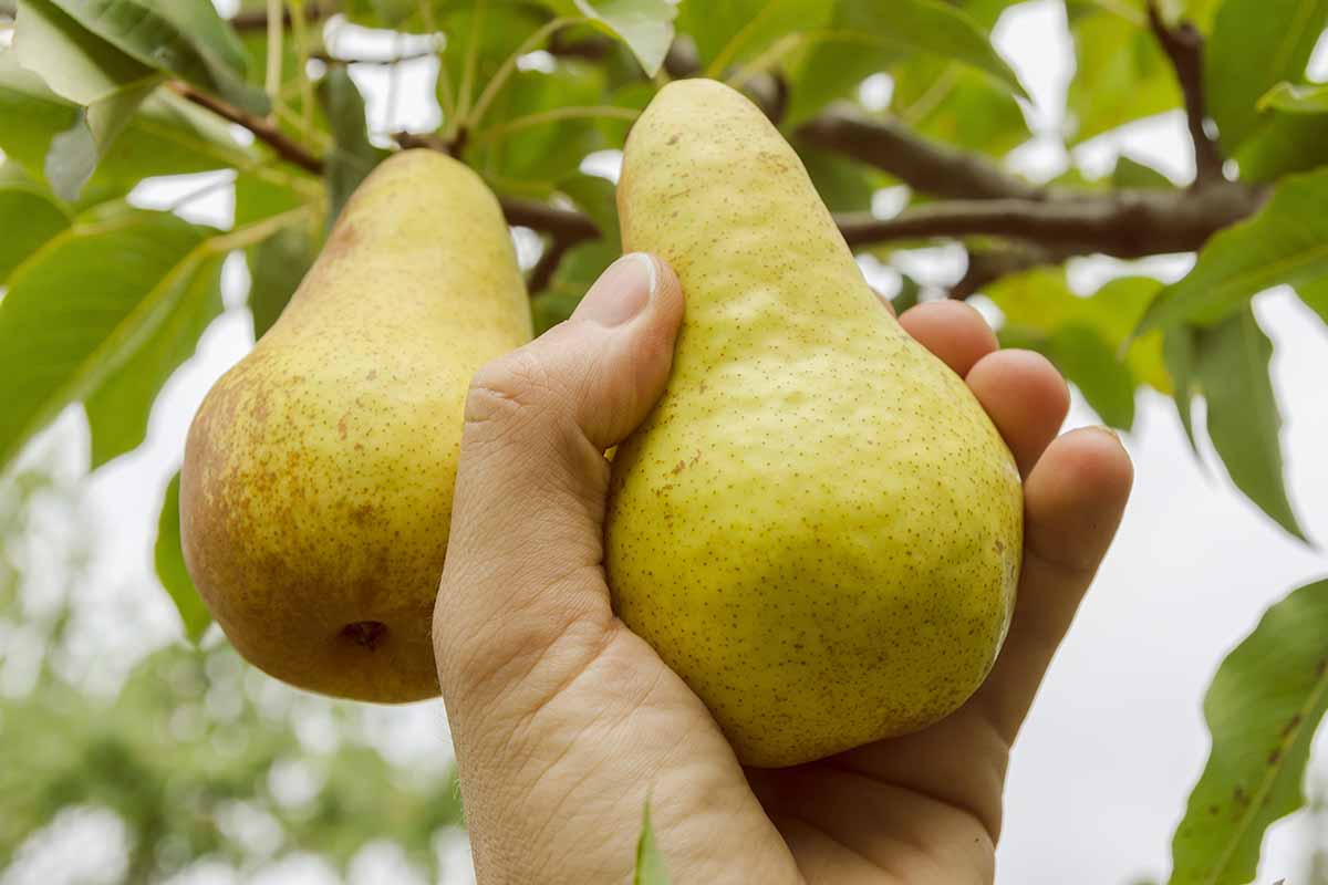 A close up horizontal image of a hand from the bottom of the frame grasping a pear growing on a tree, ready to harvest pictured on a soft focus background.