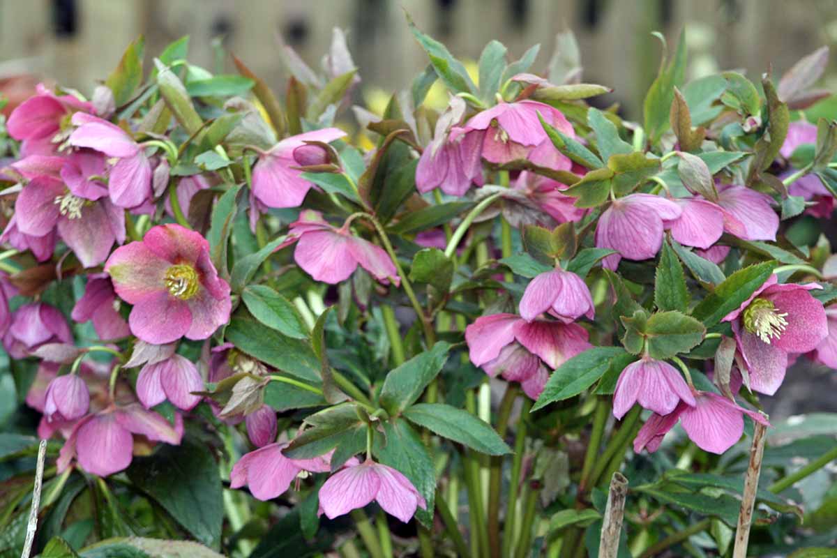 A close up of the nodding heads of pink hellebore flowers growing in the garden.