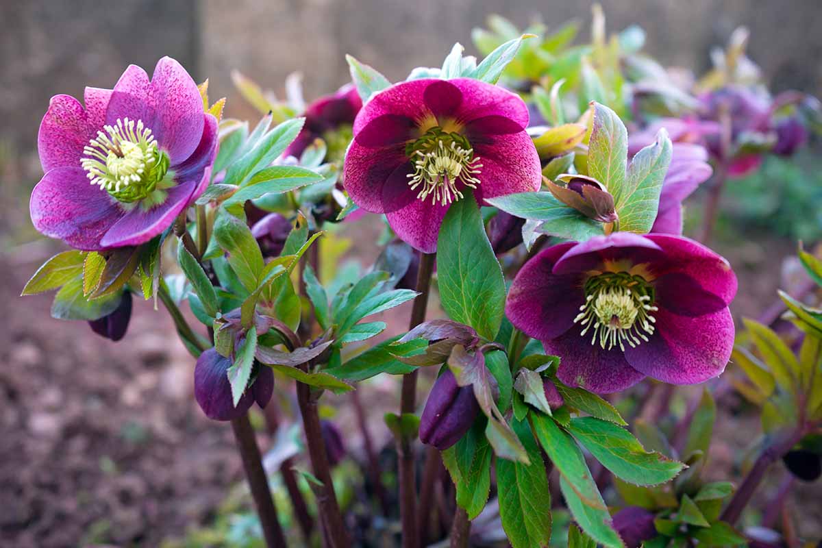 A close up horizontal image of purple Hellebore (Helleborus orientalis) growing in the garden pictured on a soft focus background.