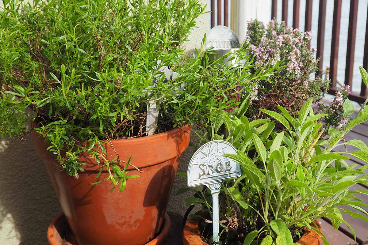 A variety of different herbs growing in terra cotta pots on a balcony, pictured in bright sunshine.