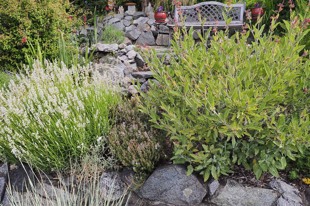A close up horizontal image of herbs growing in a rocky garden with a bench in the background.