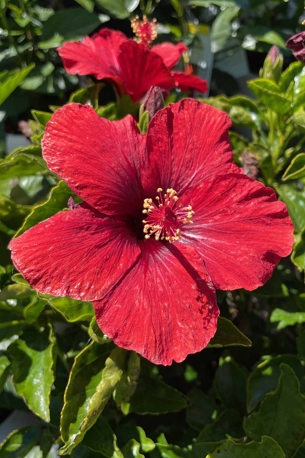 A close up vertical image of bright red hibiscus flowers growing in the garden pictured in bright sunshine.