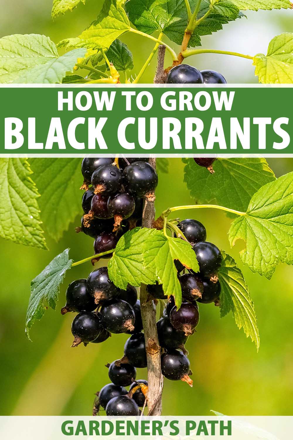 A close up vertical image of ripe black currants (Ribes) growing in the garden pictured on a soft focus background. To the top and bottom of the frame is green and white printed text.