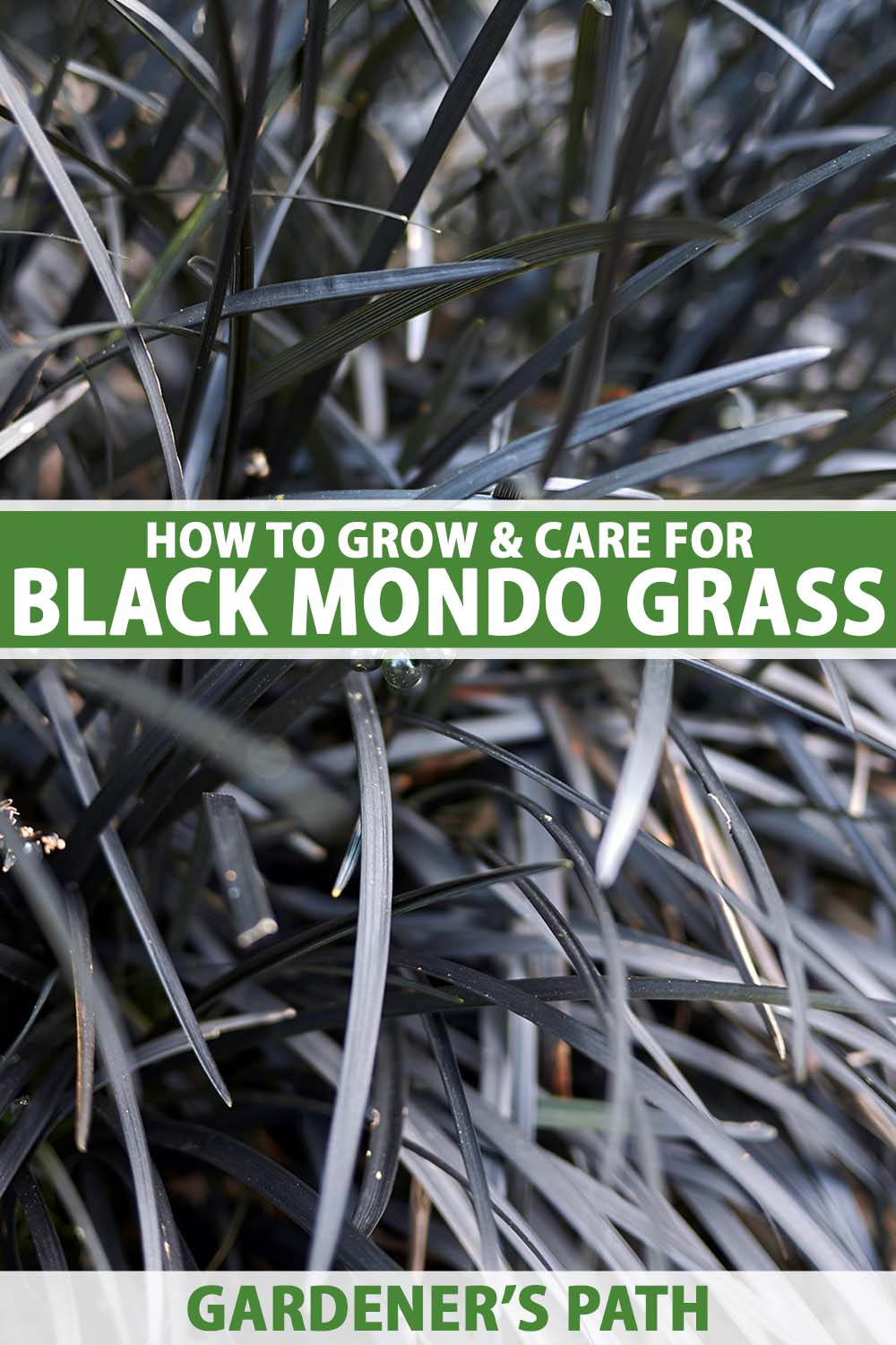 A close up vertical image of black mondo grass (Ophiopogon planiscapus) growing in the garden. To the center and bottom of the frame is green and white printed text.