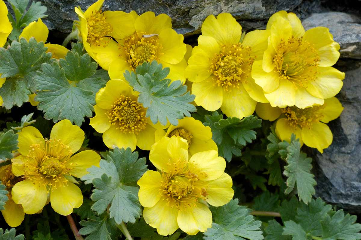 A close up horizontal image of the bright yellow flowers of creeping avens growing in a rockery.