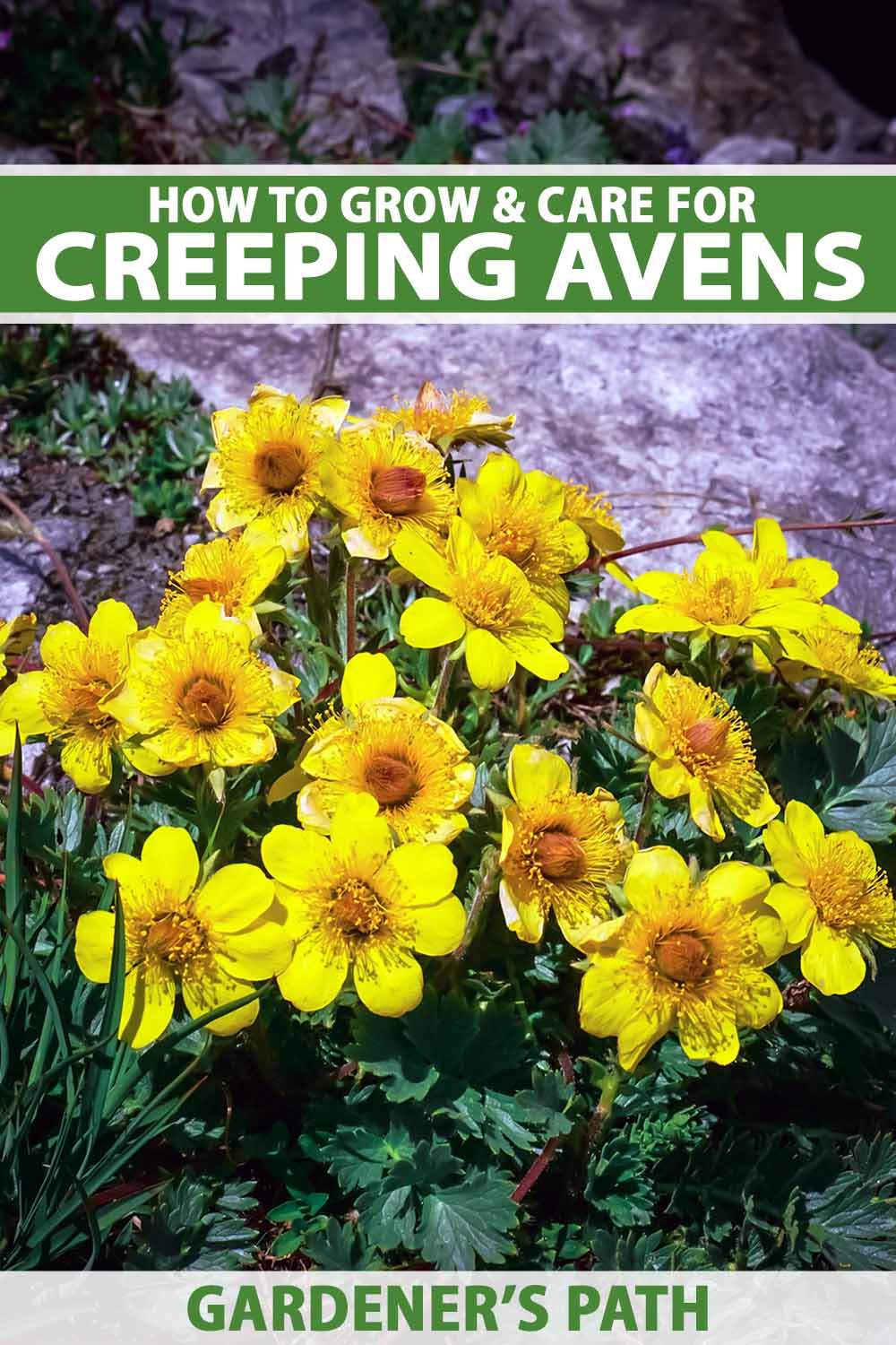 A close up vertical image of the bright yellow flowers of creeping avens (Geum reptans) growing wild. To the top and bottom of the frame is green and white printed text.