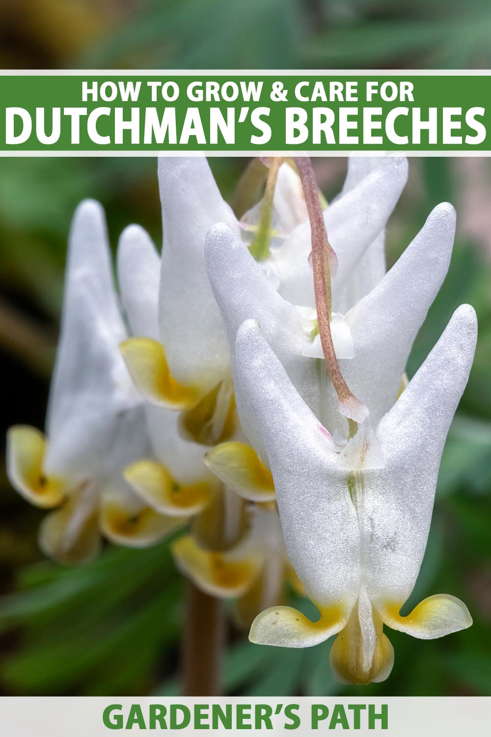 A close up vertical image of white Dutchman's breeches (Dicentra cucullaria) flowers growing in the garden pictured on a soft focus background. To the top and bottom of the frame is green and white printed text.