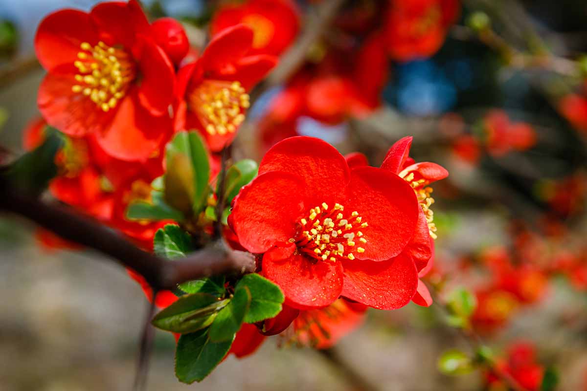A close up horizontal image of bright red Chaenomeles flowers growing in the garden, pictured in bright sunshine on a soft focus background.