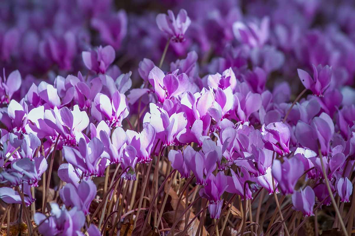A close up horizontal image of light pink cyclamen flowers growing in the garden pictured in light sunshine.
