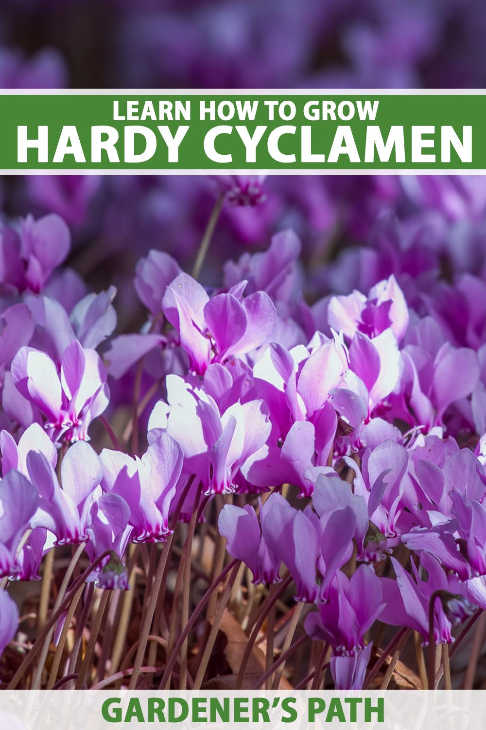 A close up vertical image of hardy cyclamen in full bloom with light pink flowers pictured in sunshine on a soft focus background. To the top and bottom of the frame is green and white printed text.