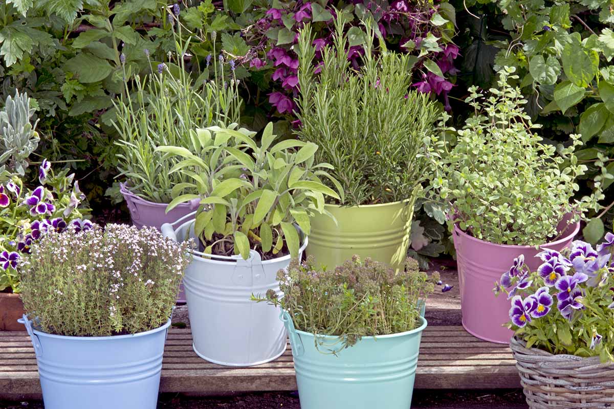 A close up of a variety of different herbs growing in small colorful pots outdoors on a wooden surface.