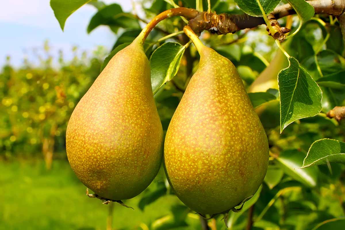 A close up horizontal image of two Pyrus communis fruits hanging from tree branches ready to harvest, pictured in light sunshine on a soft focus background.