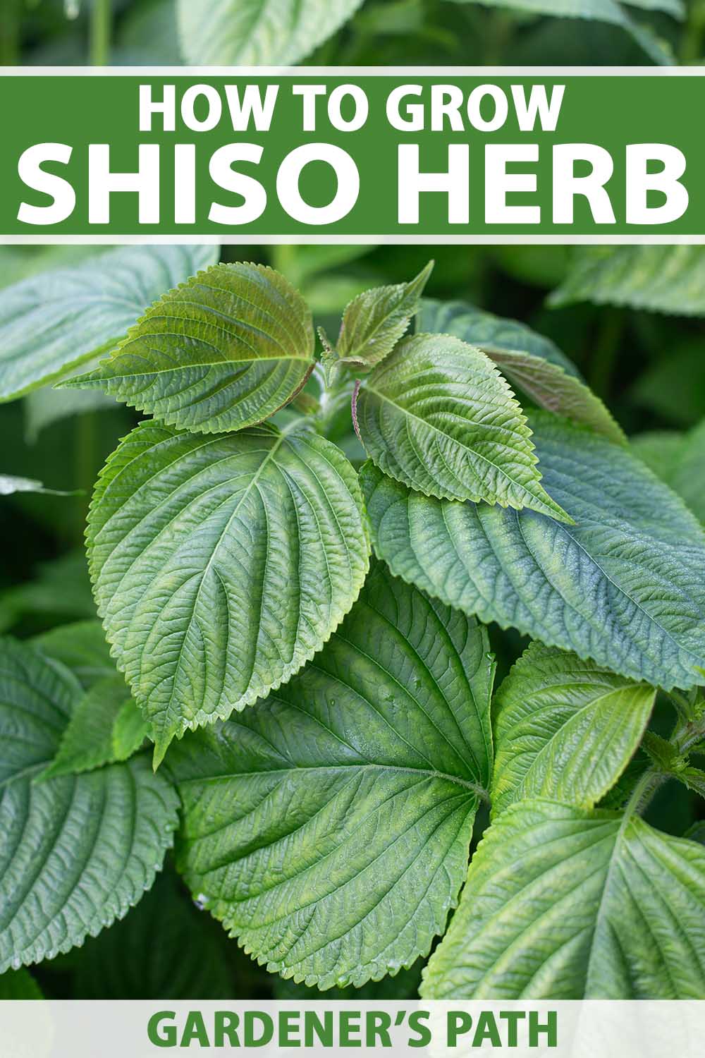 A close up vertical image of the green leaves of shiso (perilla) herb growing in the garden. To the top and bottom of the frame is green and white printed text.
