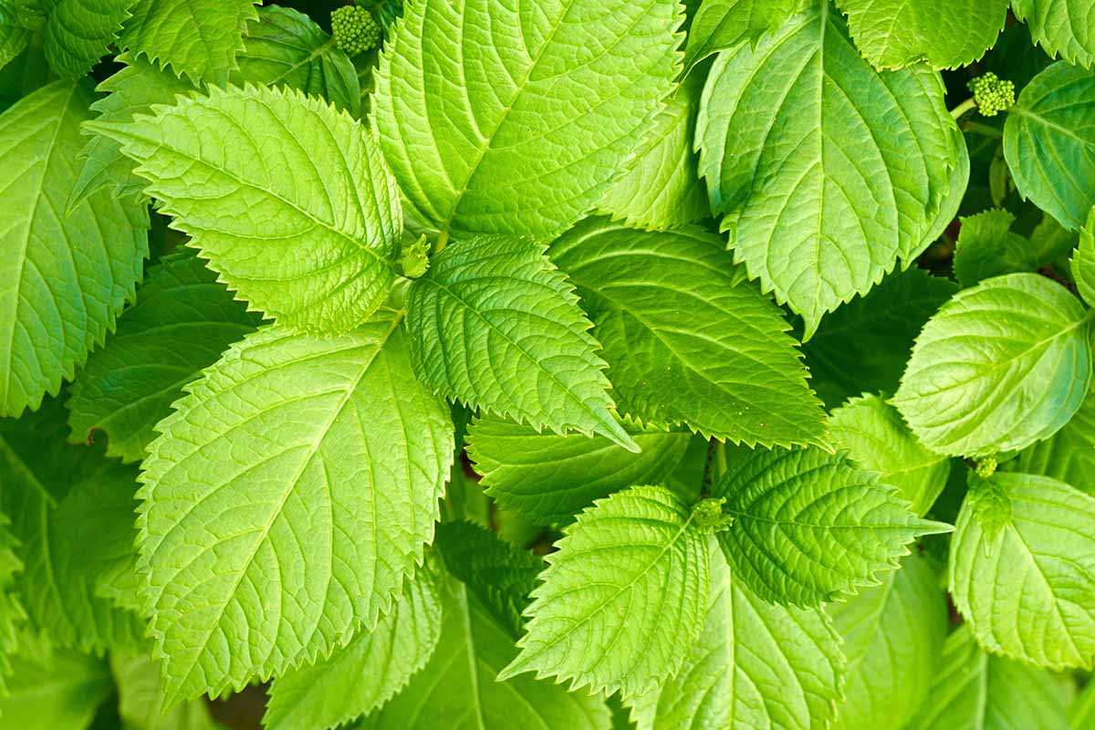 A close up horizontal image of the bright green leaves of shiso herb growing in the garden.
