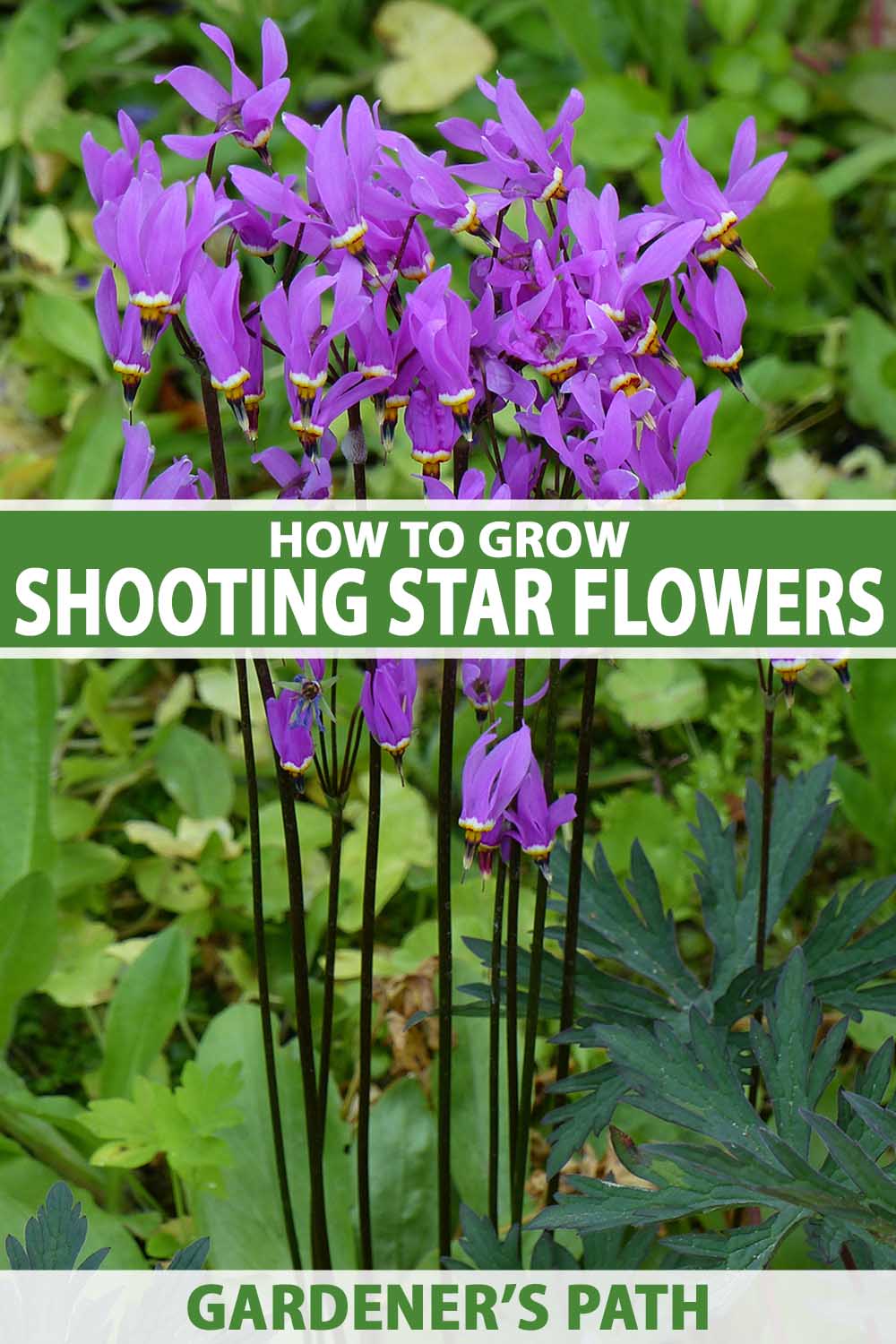 A close up vertical image of pink shooting star wildflowers growing in the garden. To the center and bottom of the frame is green and white printed text.
