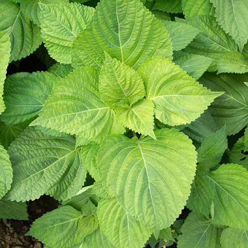 A close up square image of the bright green leaves of Korean perilla growing in the home herb garden.