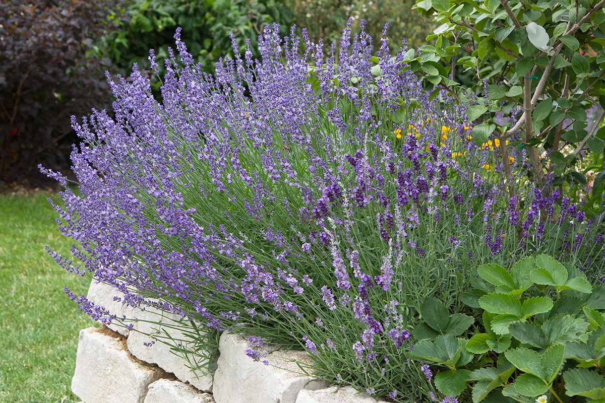 A close up horizontal image of English lavender (Lavandula angustifolia) growing in flower bed in a stone retaining wall flower bed.