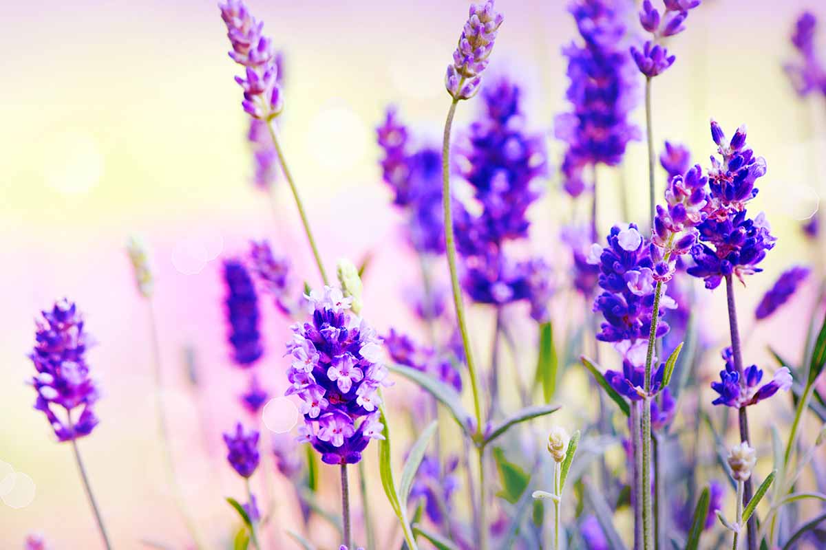 A close up of lavender in full bloom in the garden pictured in artistic lighting.