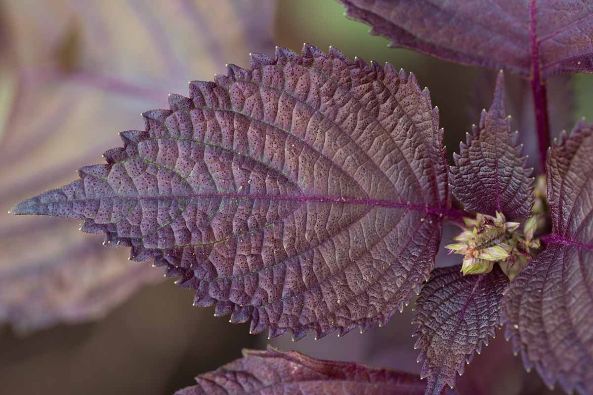 A close up horizontal image of the leaves of purple perilla with signs of a small flower stalk appearing at the center.
