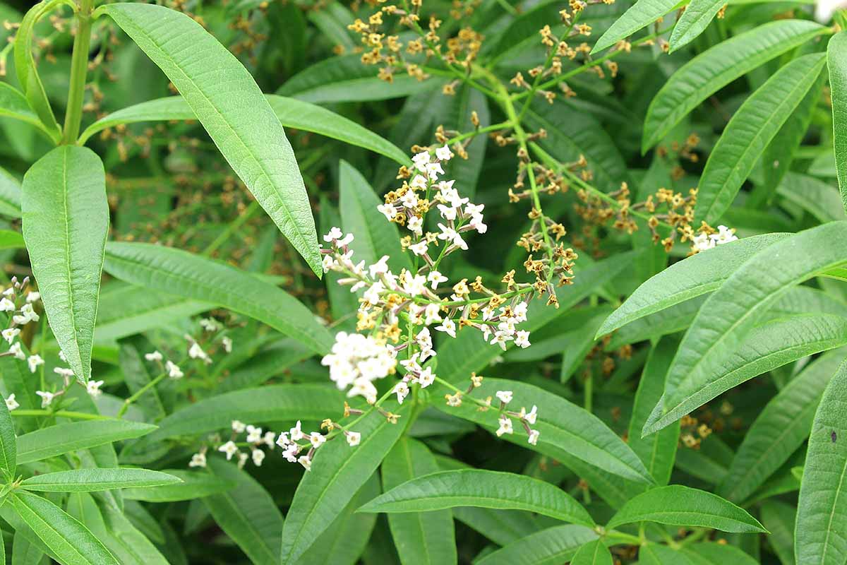 A close up of lemon verbena growing in the home herb garden.
