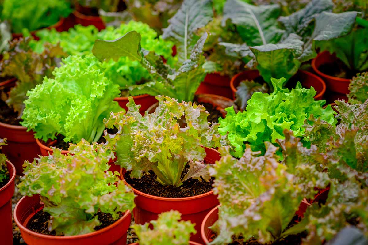 A close up horizontal image of potted vegetables set outside on the patio.