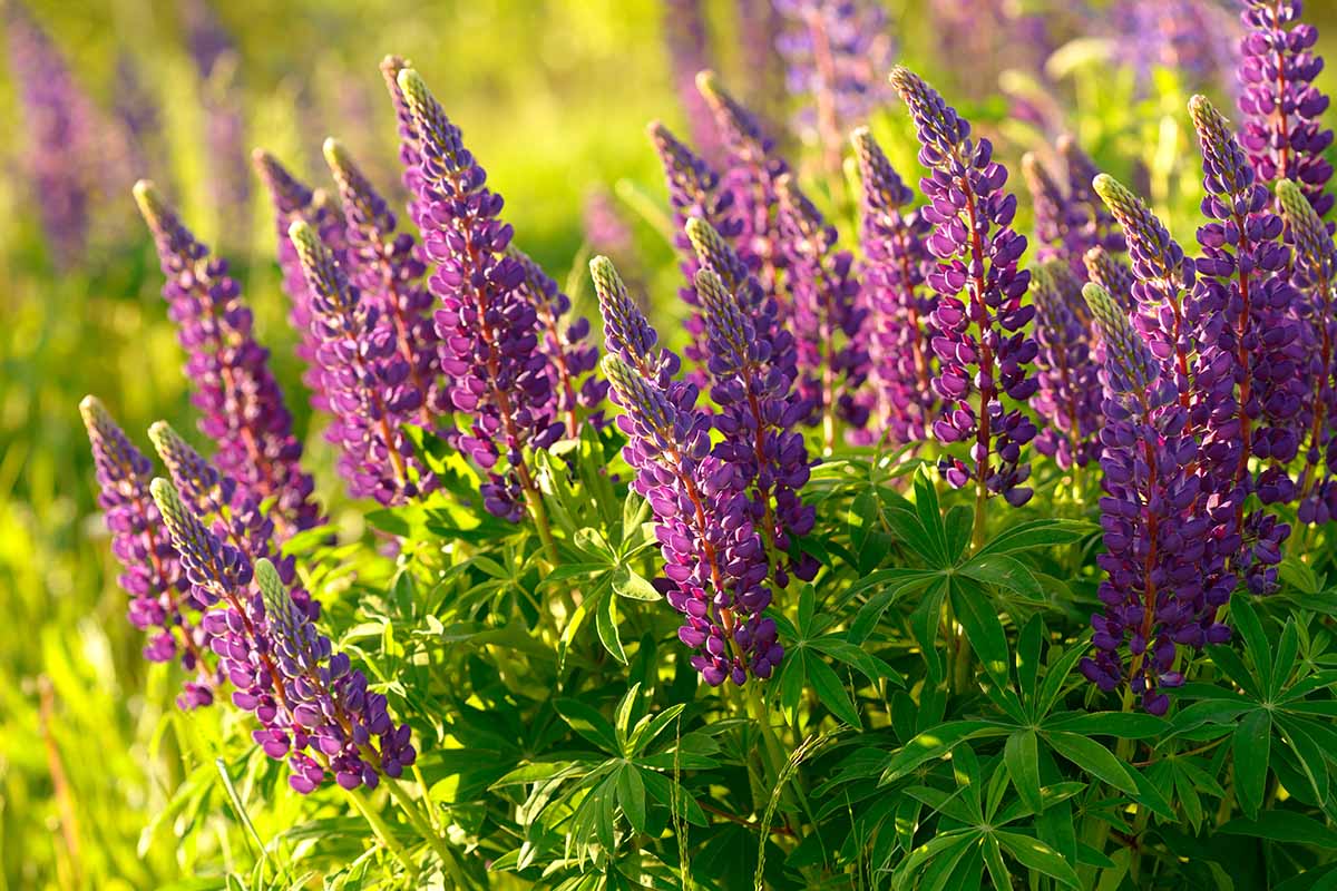A close up horizontal image of purple lupines growing in the garden pictured in bright sunshine on a soft focus background.