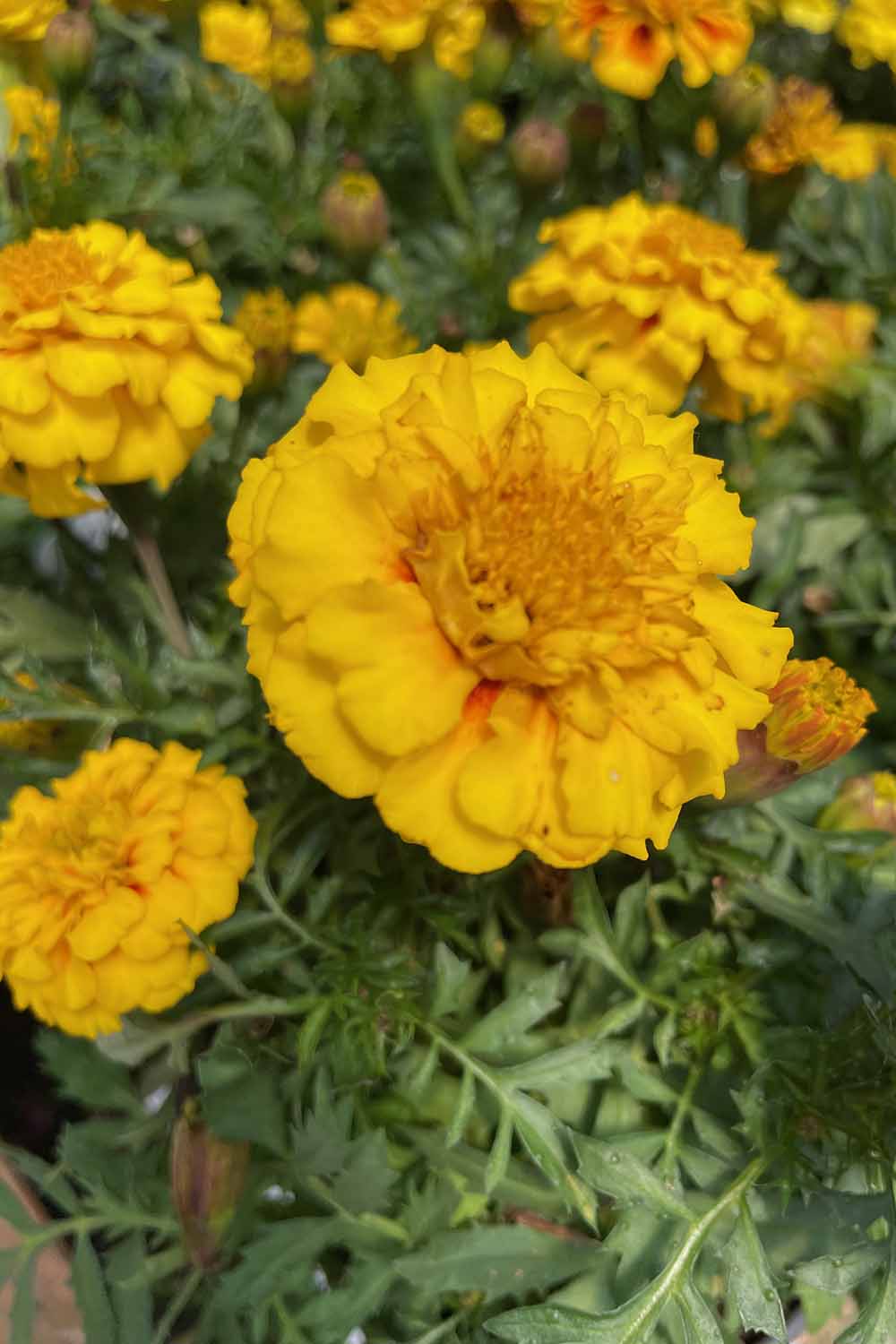 A close up vertical image of yellow marigolds growing in the garden.