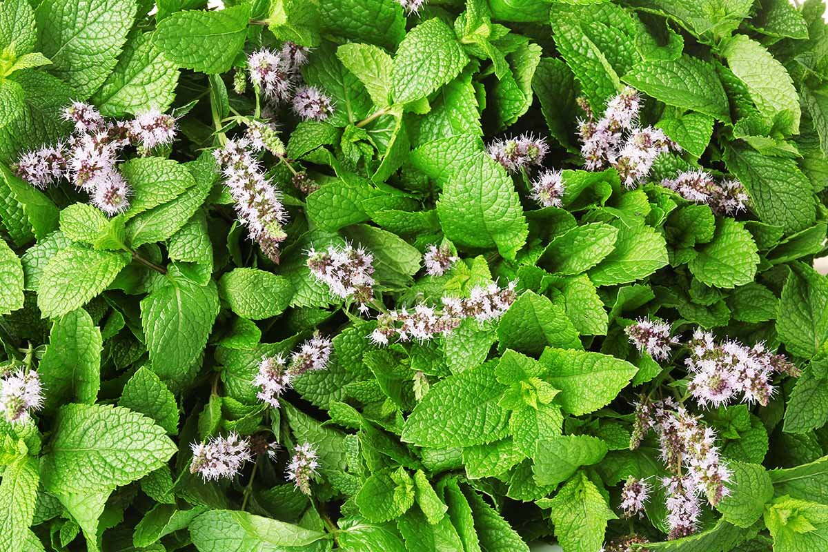A close up background image of mint with tiny blossoms growing in a herb garden.