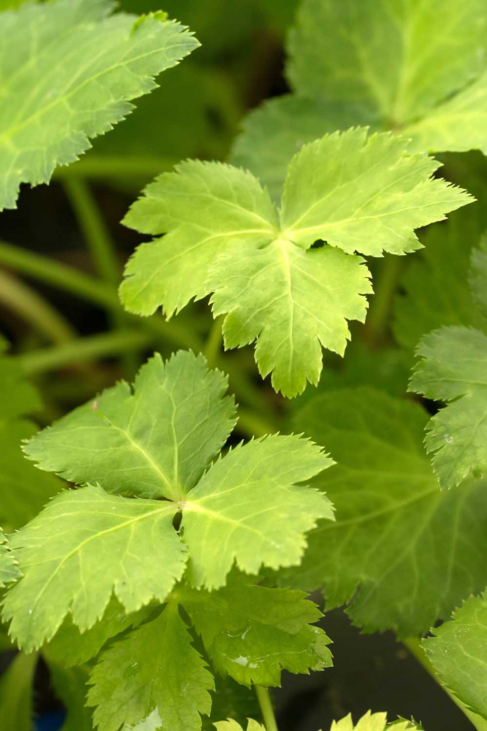 A close up vertical image of mitsuba (Cryptotaenia japonica) growing in the garden.