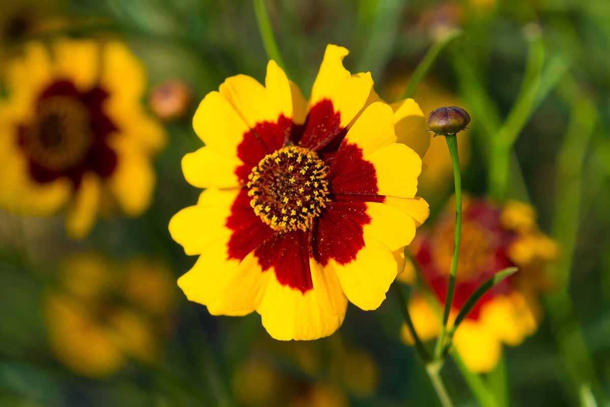 A close up horizontal image of a yellow and red plains coreopsis flower growing in the garden pictured on a soft focus background.
