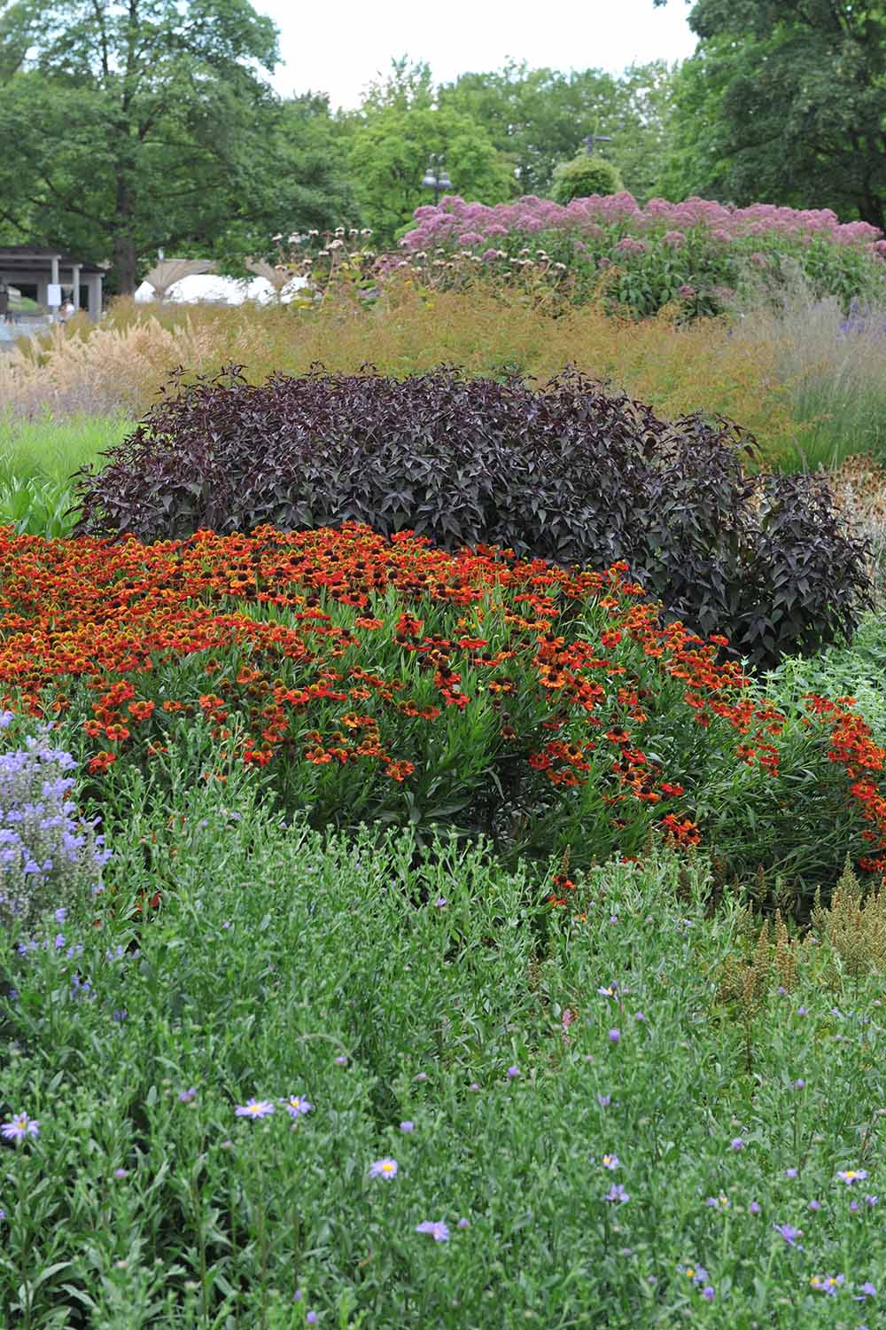 A close up vertical image of a variety of different native plantings in a backyard landscape.