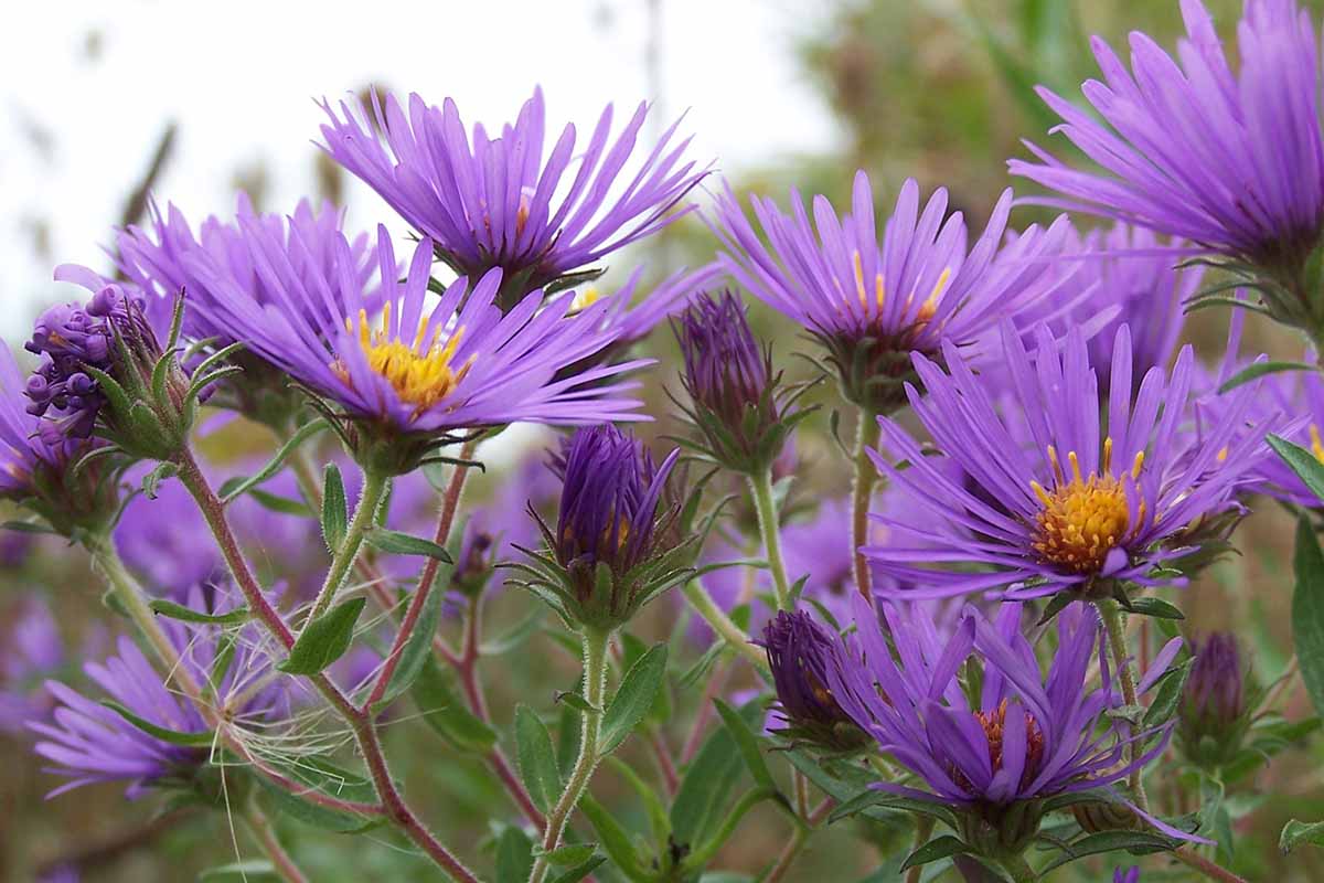A close up horizontal image of a purple New England Aster (Symphyotrichum novae-angliae) growing in a field.