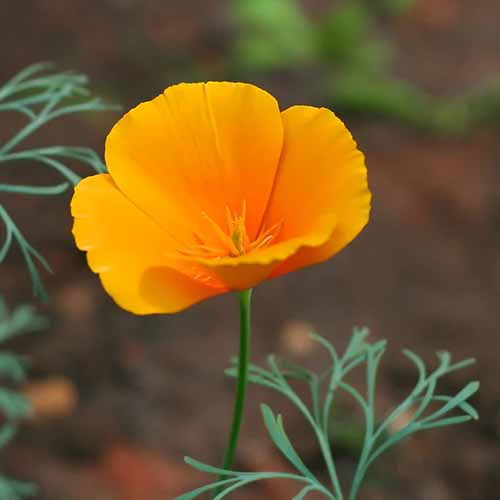 A close up square image of a single orange California poppy pictured on a soft focus background.