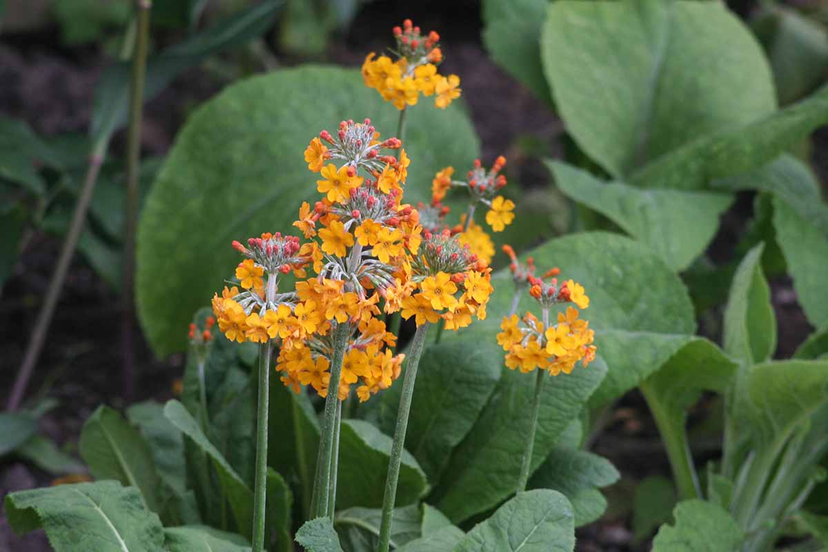 A close up of the bright orange blooms of Primula bulleyana, surrounded by green foliage.