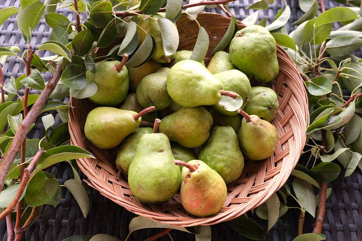 A close up horizontal image of fresh pears in a wicker basket surrounded by branches and foliage.