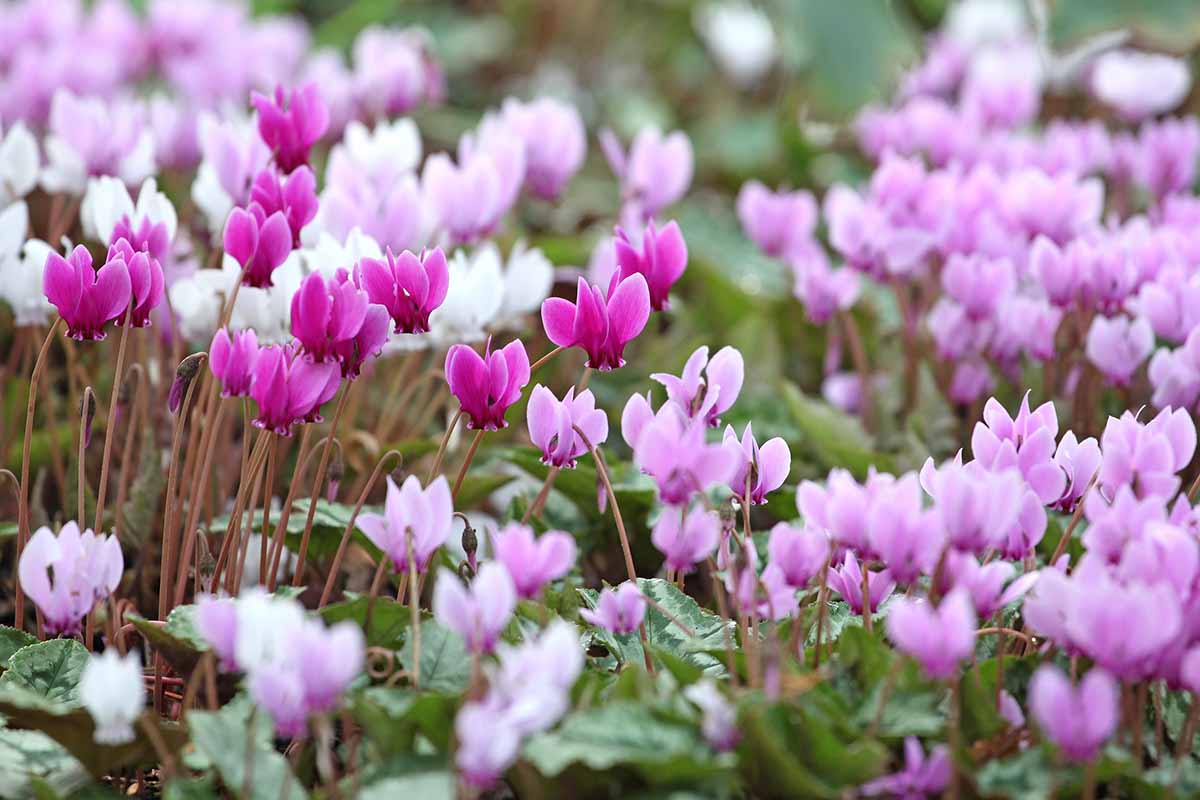 A close up horizontal image of Cyclamen hederifolium with light pink flowers growing in the garden.