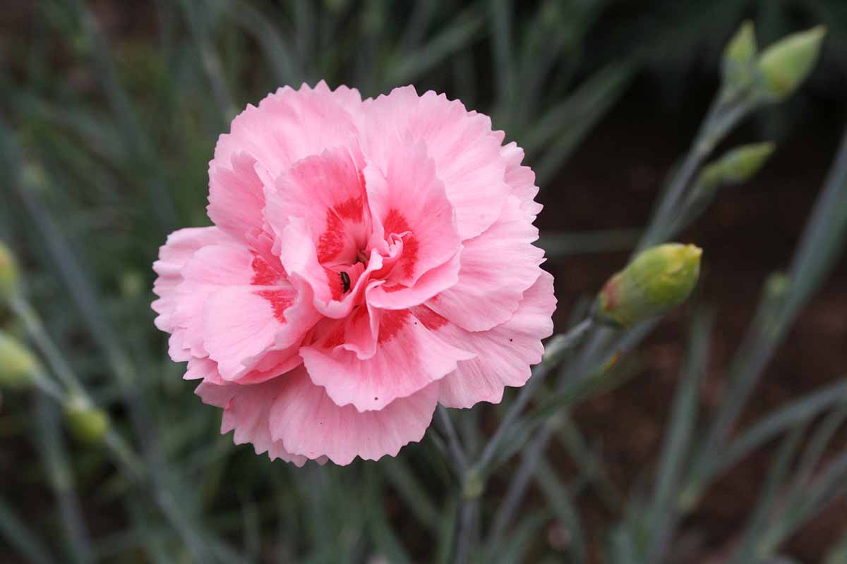 A close up of a bright pink and red Dianthus flower on a soft focus background.