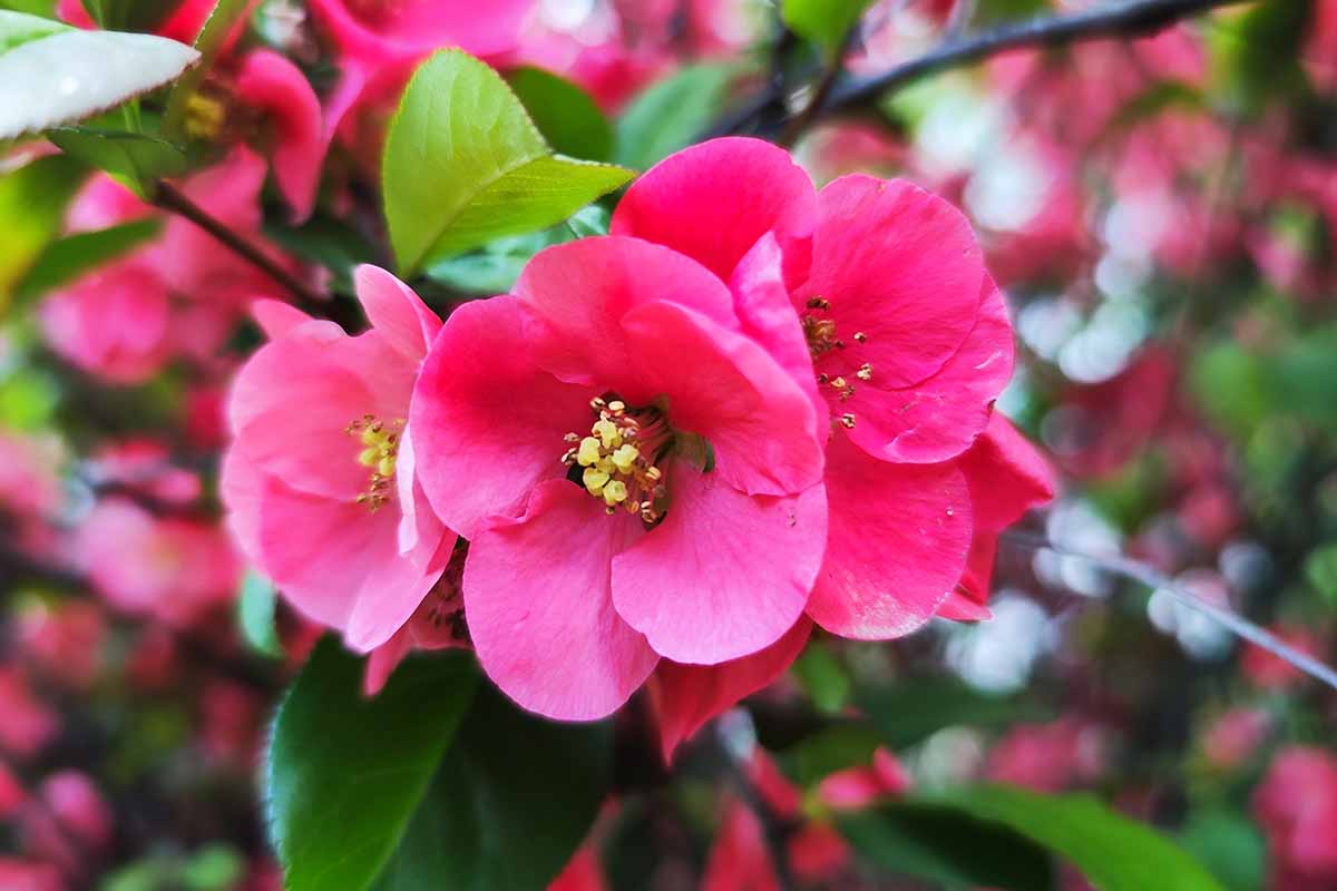 A close up horizontal image of pink flowering quince blooms in the spring garden pictured on a soft focus background.