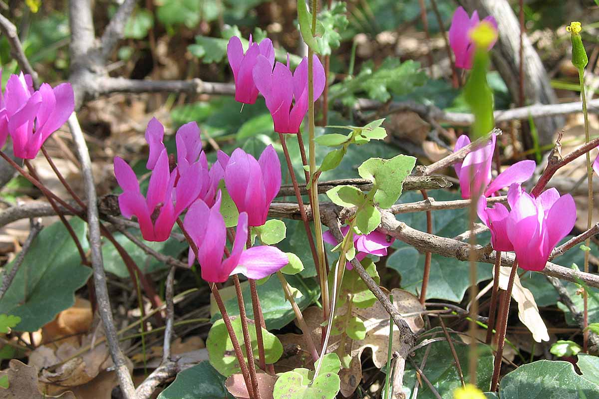 A close up horizontal image of light pink Cyclamen repandum flowers growing in leaf litter under trees.