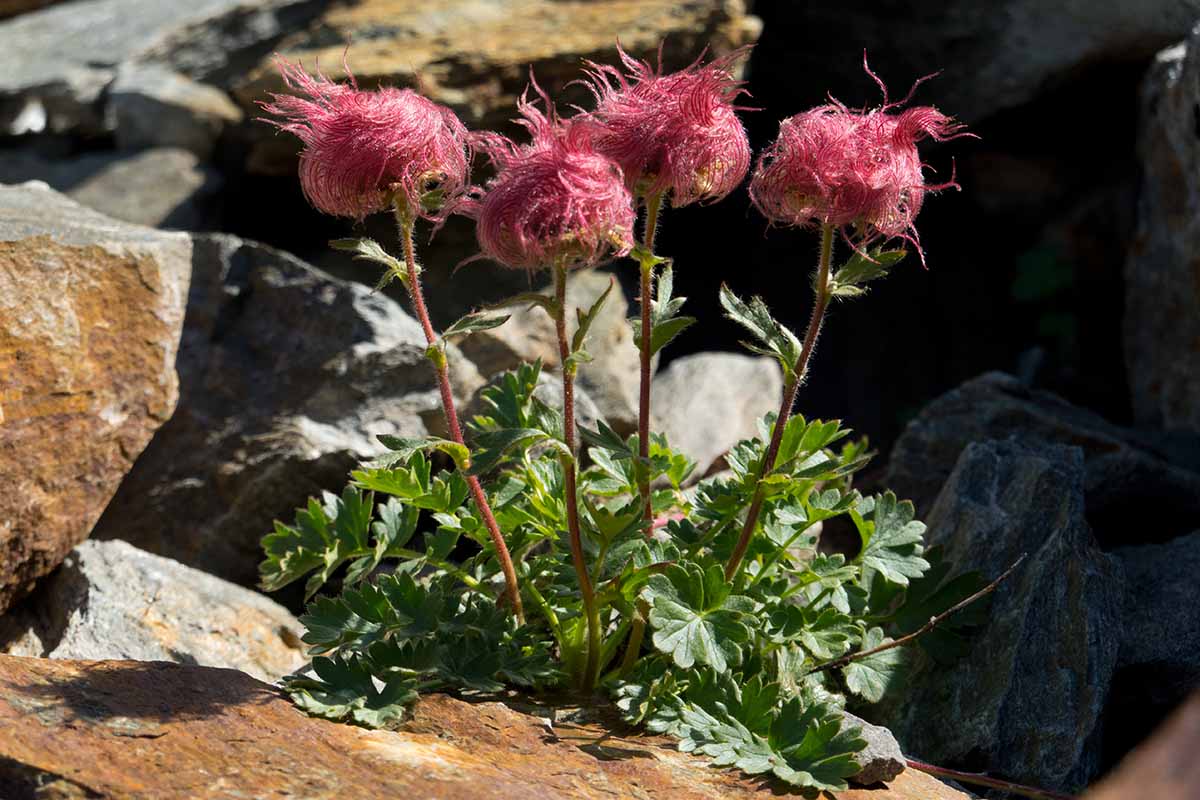 A close up horizontal image of the bright pink seed heads of creeping avens plants growing in a rocky outcrop.
