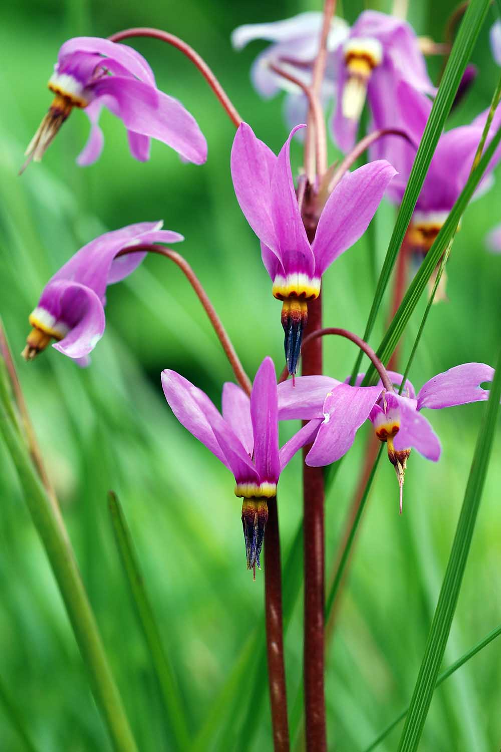 A close up vertical image of pink shooting star flowers growing in the garden pictured on a soft focus background.