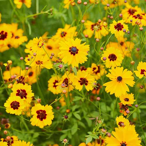 A close up square image of plains coreopsis growing in a wildflower meadow.