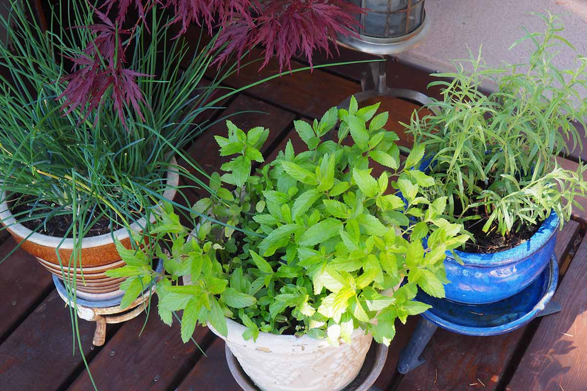 A close up horizontal image of potted herbs set in a shady spot on a wooden deck.