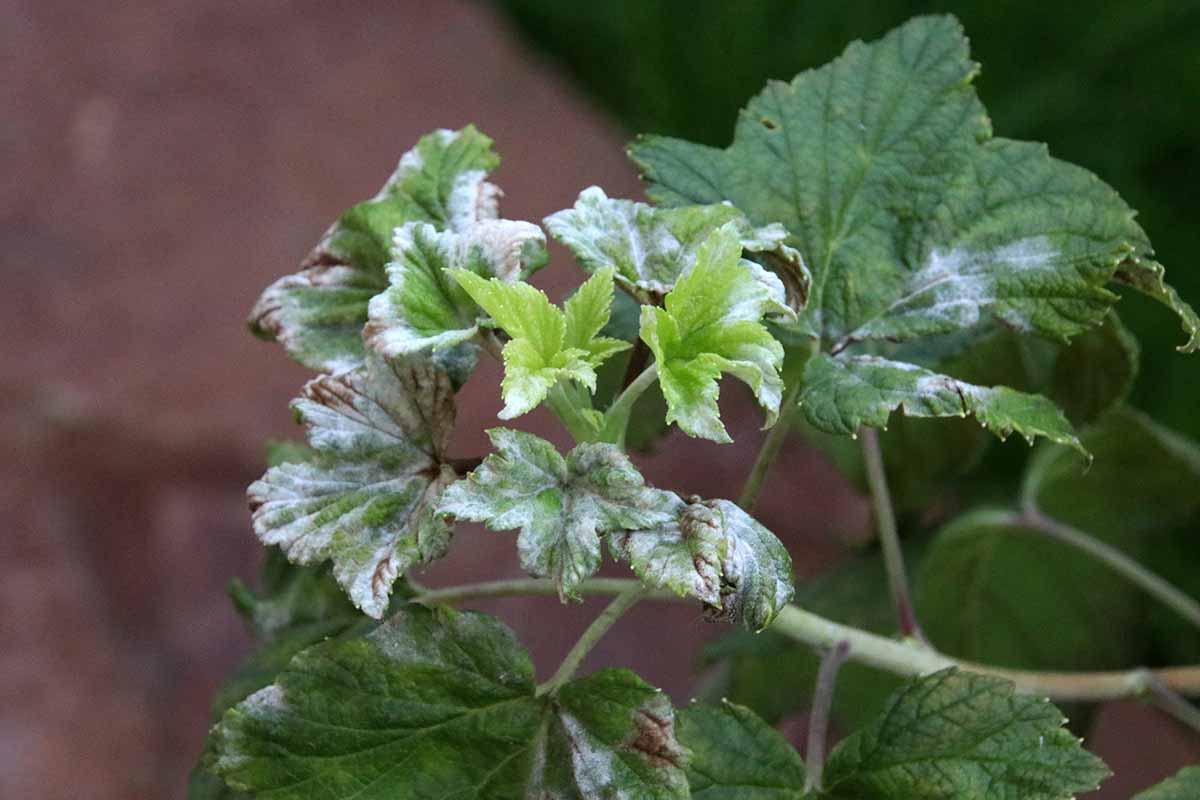 A close up horizontal image of a Ribes shrub with powdery mildew symptoms on the leaves.