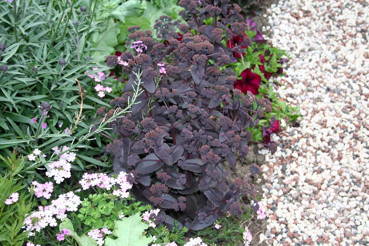 A close up of the dark purple foliage of Sedum 'Purple Emperor,' growing next to a gravel path with green foliage to the left of the frame.