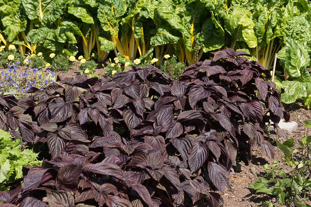 A horizontal image of a patch of purple perilla growing in the herb garden with Swiss chard in the background.