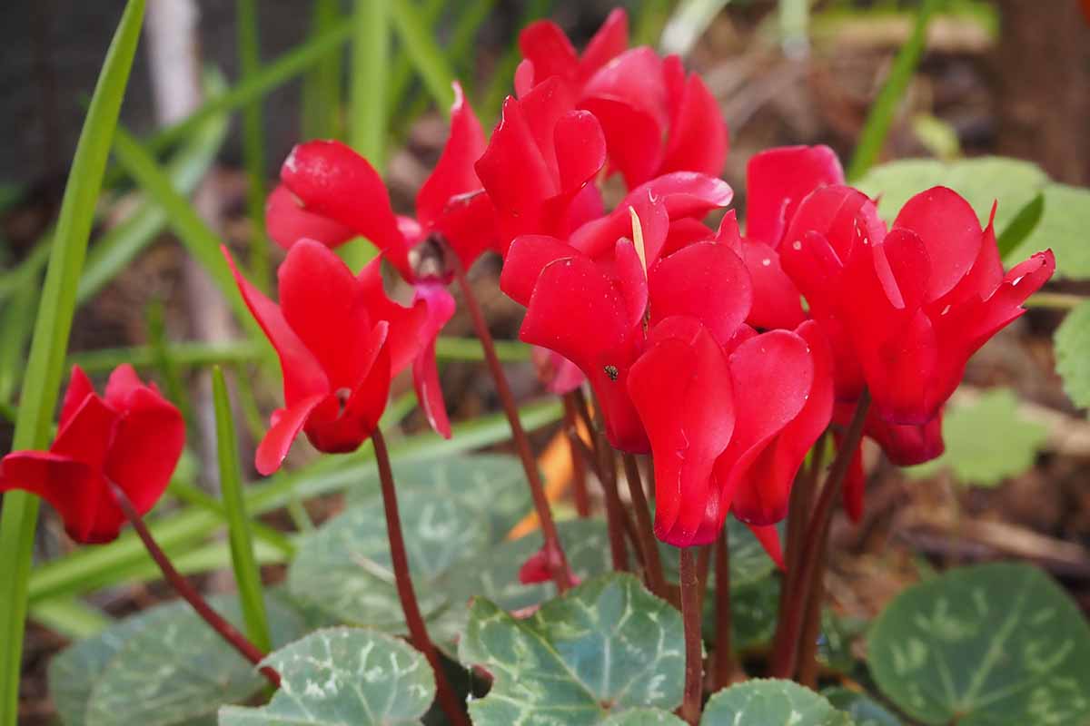 A close up horizontal image of red hardy cyclamen flowers with variegated foliage growing in the garden.